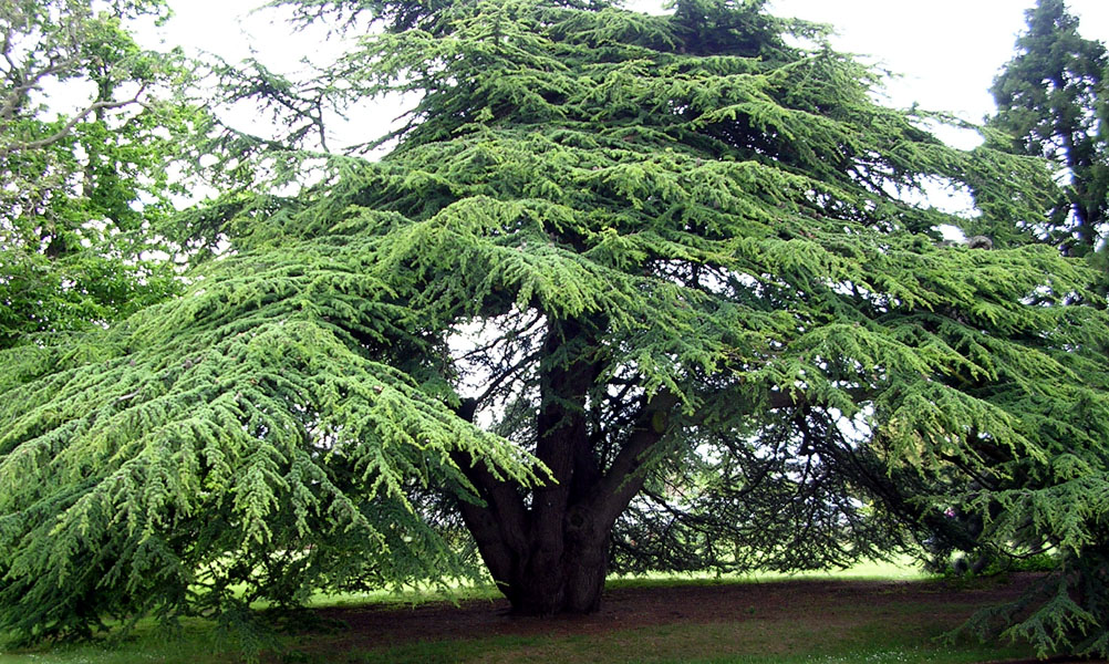 Imagem de capa - O que as árvores podem te ensinar